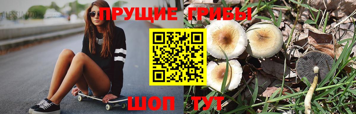 Псилоцибиновые грибы Psilocybe Павлово